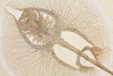 Beautiful, Fossil Stingray (Heliobatis) - Wyoming #166924-4